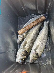 White Bass