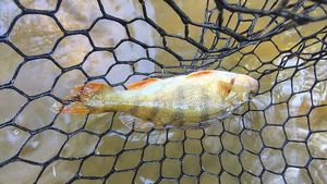 European Perch
