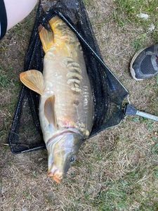 Leather Carp