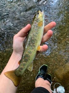 Brown Trout
