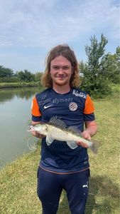 Zander