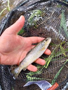Brown Trout
