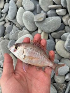 Red Porgy