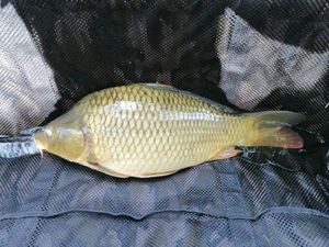 Common Carp