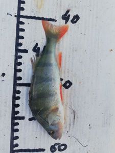 European Perch