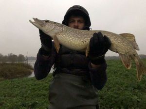 Northern Pike