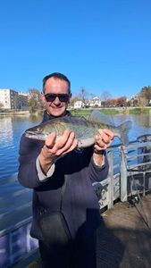 Zander