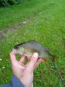 European Perch