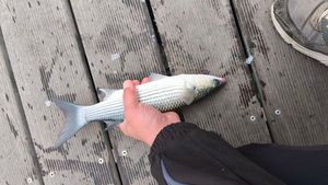 Thicklip Grey Mullet