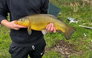 Tench