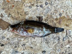 Corkwing Wrasse