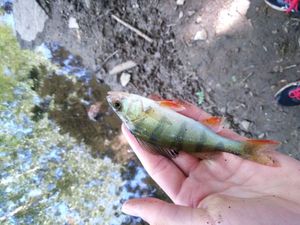 European Perch