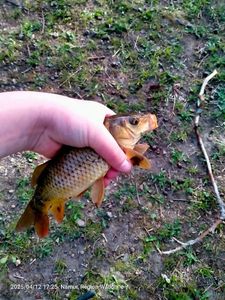 Common Carp