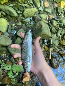Cutthroat Trout