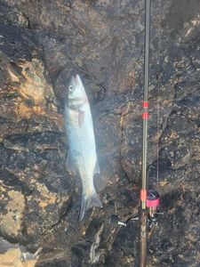 European Bass (Seabass)