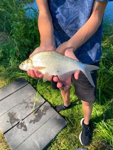 Common Bream