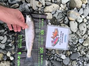 Rainbow Trout