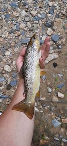 Brown Trout