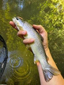 Brown Trout