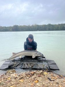 Sturgeon