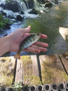 European Perch
