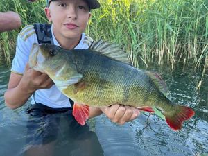 European Perch