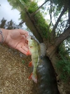 European Perch