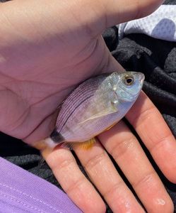 Annular Seabream