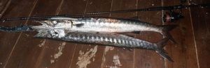 Great Barracuda