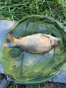Mirror Carp