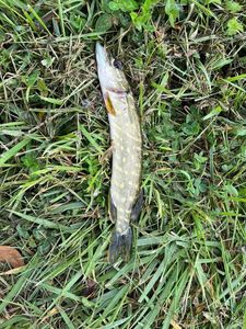 Northern Pike