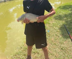Common Carp