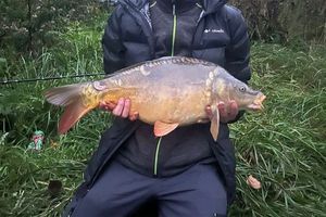 Mirror Carp