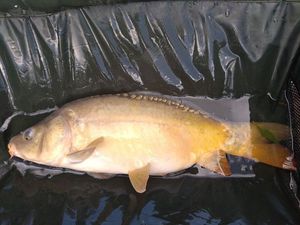 Mirror Carp