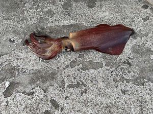 European Squid