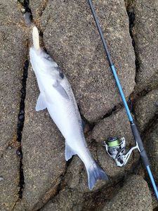 European Bass (Seabass)