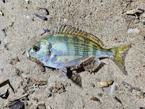 Black Seabream