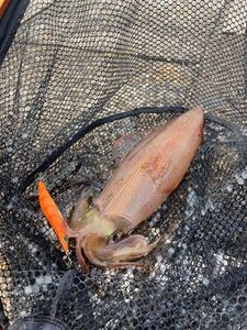 European Squid