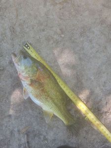 Largemouth Bass