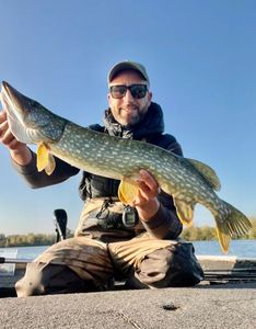 Northern Pike