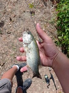 Largemouth Bass