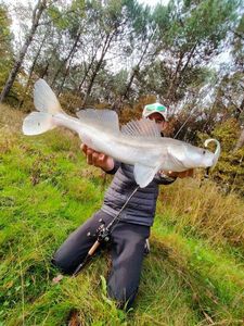 Zander