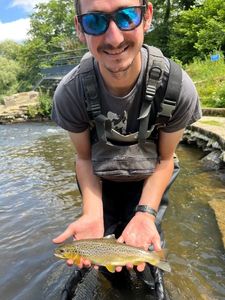 Brown Trout