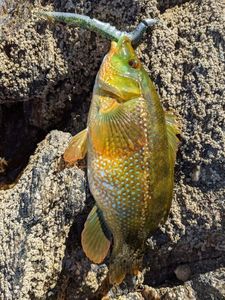 Ballan Wrasse