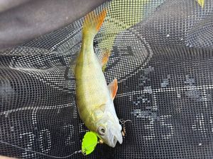 European Perch