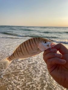 Sand Steenbras