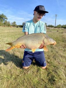 Common Carp