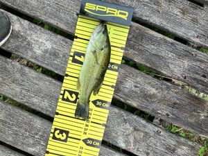 Largemouth Bass