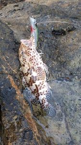 Honeycomb Grouper