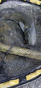 European Bass (Seabass)